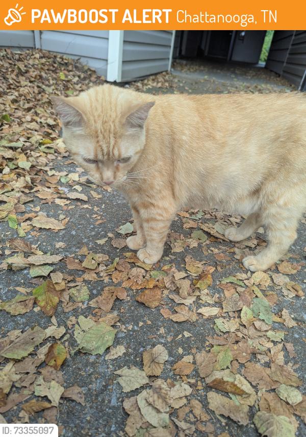 Found/Stray Female Cat last seen Alden apmts, Chattanooga, TN 37343
