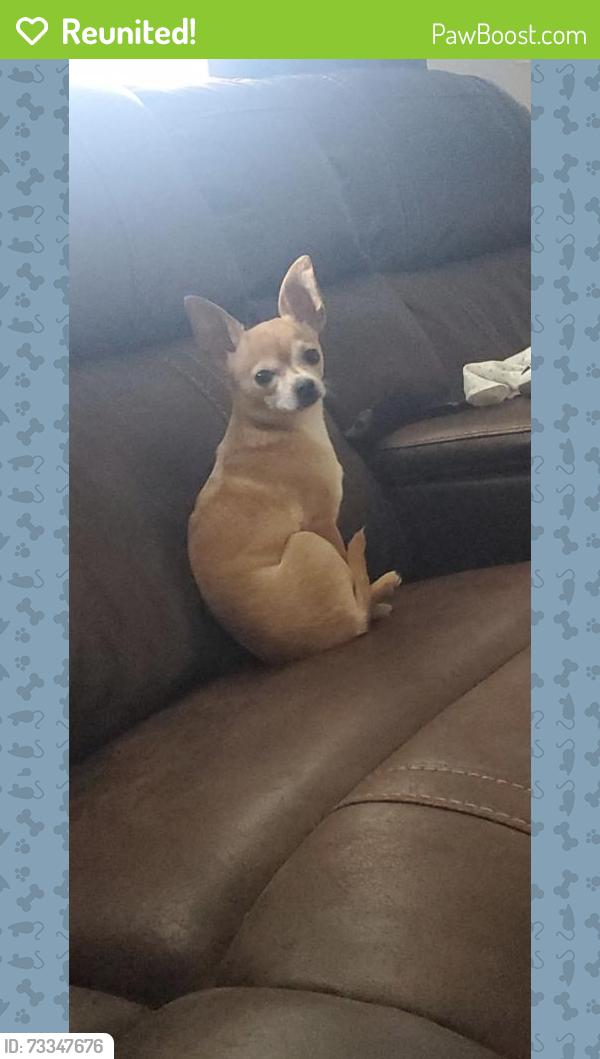 Reunited Male Dog last seen Near billy cove road, Candler, NC 28715