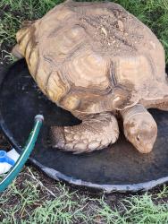 Lost Male Reptile last seen 67th Ave & Paradise Lane (between Greenway & Bell Rd), Glendale, AZ 85382