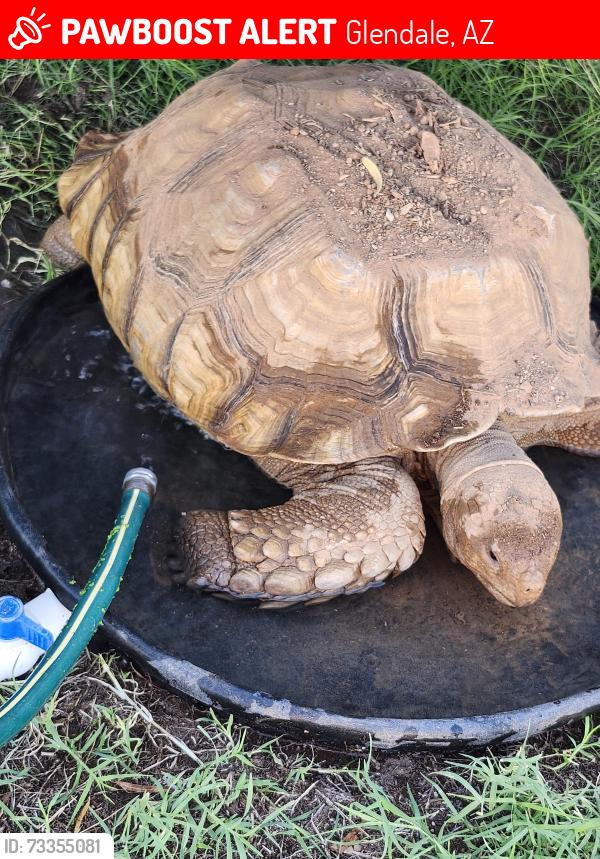 Lost Male Reptile last seen 67th Ave & Paradise Lane (between Greenway & Bell Rd), Glendale, AZ 85382