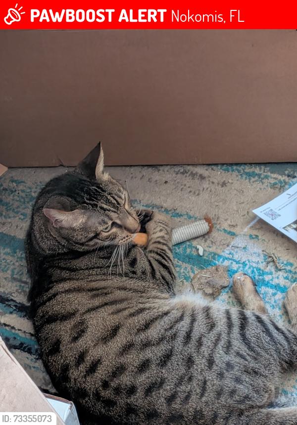 Lost Male Cat last seen King st and us 41, Nokomis, FL 34275