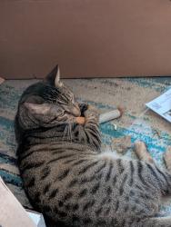 Lost Male Cat last seen King st and us 41, Nokomis, FL 34275