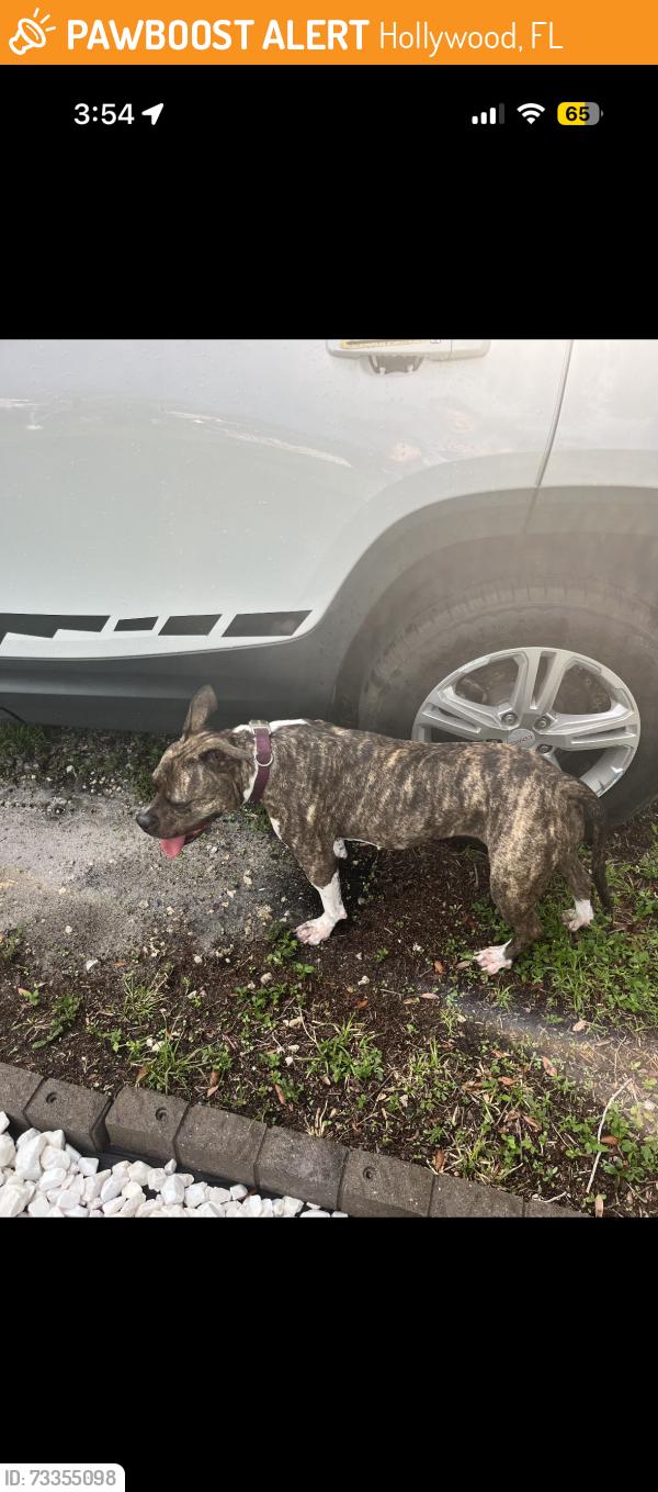 Found/Stray Female Dog last seen Hope st and 78th ave, Hollywood, FL 33024