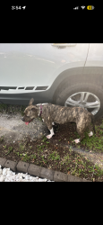 Found/Stray Female Dog last seen Hope st and 78th ave, Hollywood, FL 33024