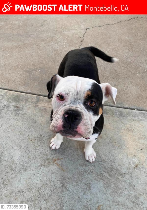 Lost Female Dog last seen Beverly and Poplar, Montebello, CA 90640