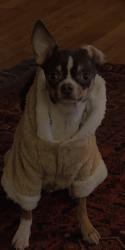 Reunited Male Dog last seen Fredrick dr Sterling va 20164, Sterling, VA 20164