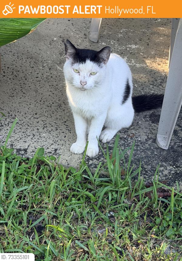 Found/Stray Unknown Cat last seen US1 and Jefferson, Hollywood, FL 33020