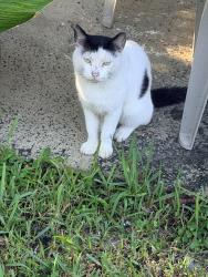 Found/Stray Unknown Cat last seen US1 and Jefferson, Hollywood, FL 33020