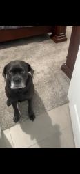 Reunited Female Dog last seen Woodfield Cir, Sugarmill Woods, FL 34446, USA, Sugarmill Woods, FL 34446