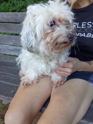 Found/Stray Female Dog last seen Putnam ave, Hamden, CT 06517