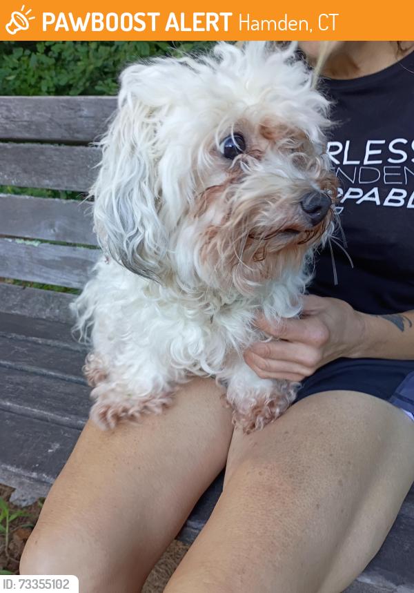 Found/Stray Female Dog last seen Putnam ave, Hamden, CT 06517