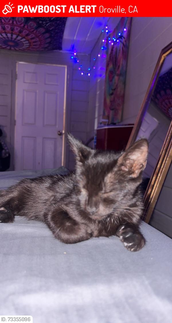 Lost Female Cat last seen Lincoln blvd, Oroville, CA 95966