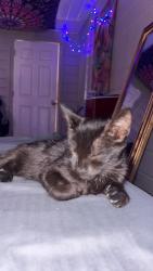 Lost Female Cat last seen Lincoln blvd, Oroville, CA 95966