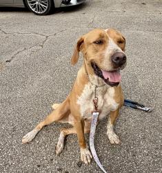 Found/Stray Female Dog last seen Highway 52, Gainesville, GA 30507