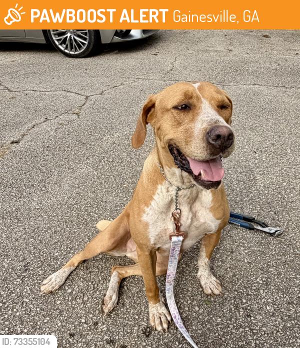 Found/Stray Female Dog last seen Highway 52, Gainesville, GA 30507