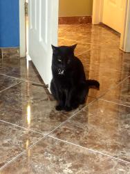 Lost Female Cat last seen gerard, Merced, CA 95341