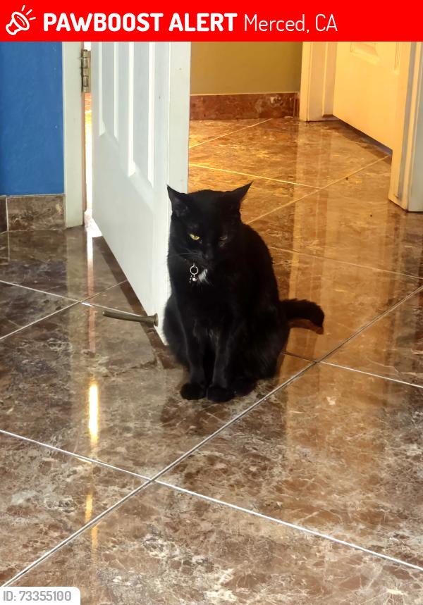Lost Female Cat last seen gerard, Merced, CA 95341