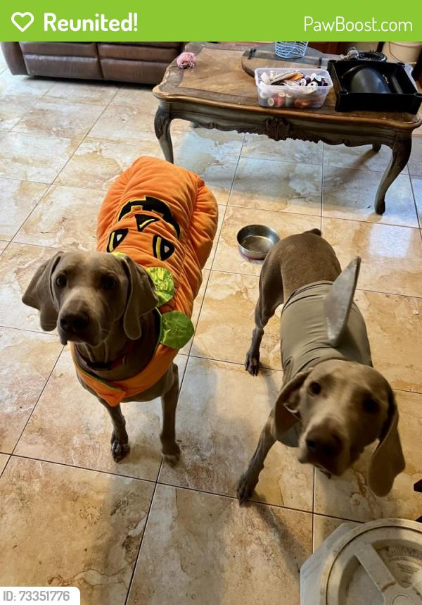 Reunited Male Dog last seen Hulls grove church road, Lincoln County, NC 28168