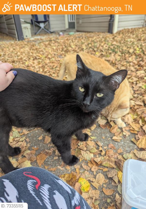 Found/Stray Male Cat last seen Alden apmt, Chattanooga, TN 37343