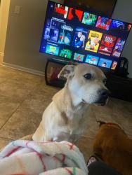 Reunited Male Dog last seen Lake Forest, La Vergne, TN 37086