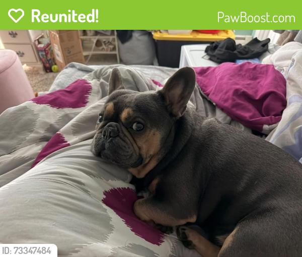 Reunited Male Dog last seen Nestor st, West Warwick, RI 02893