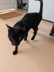 Reunited Unknown Cat last seen Bancroft and El Cajon, San Diego, CA 92104