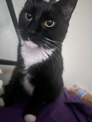 Reunited Female Cat last seen Red roof inn, rivertowne, Burger King, labcorp, Oxon Hill, MD 20745