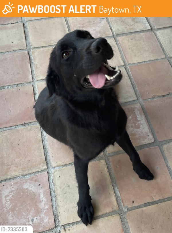 Found/Stray Unknown Dog last seen Raccoon Dr., Baytown, TX 77521