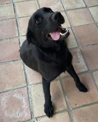 Found/Stray Unknown Dog last seen Raccoon Dr., Baytown, TX 77521