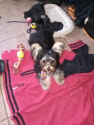 Lost Male Dog last seen Near Avenue D, Rochester, NY 14621