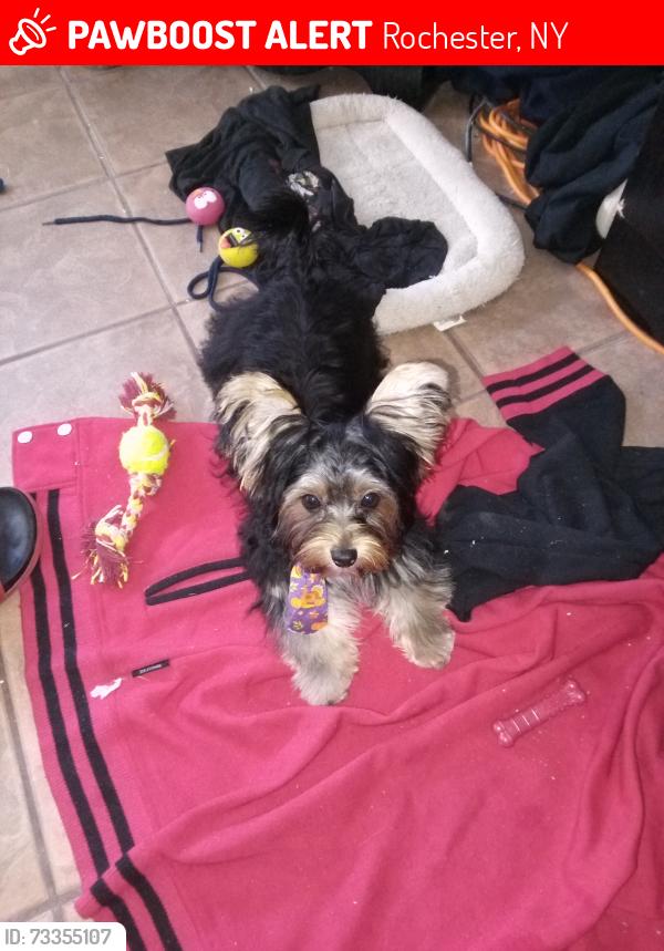 Lost Male Dog last seen Near Avenue D, Rochester, NY 14621