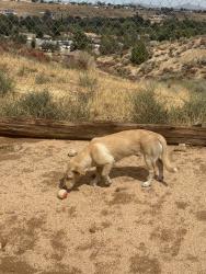 Found/Stray Female Dog last seen Jose’s Batteries, Hesperia, CA 92345