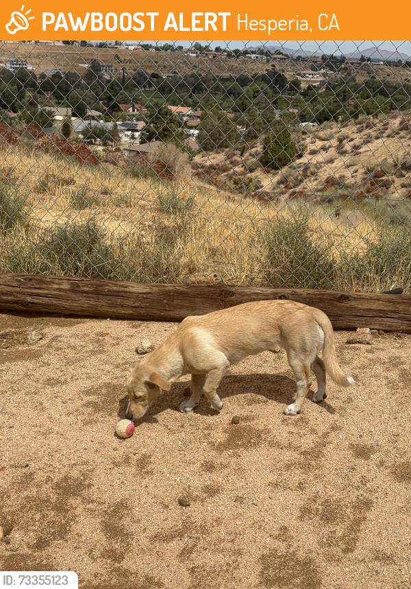 Found/Stray Female Dog last seen Jose’s Batteries, Hesperia, CA 92345