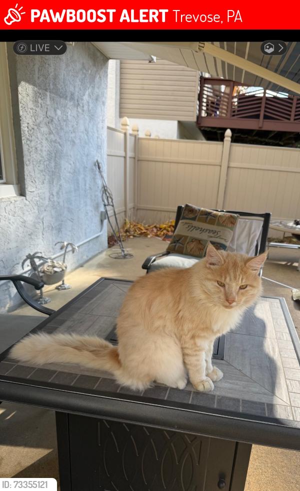 Lost Male Cat last seen Lake rd, Trevose, PA 19053