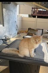 Lost Male Cat last seen Lake rd, Trevose, PA 19053
