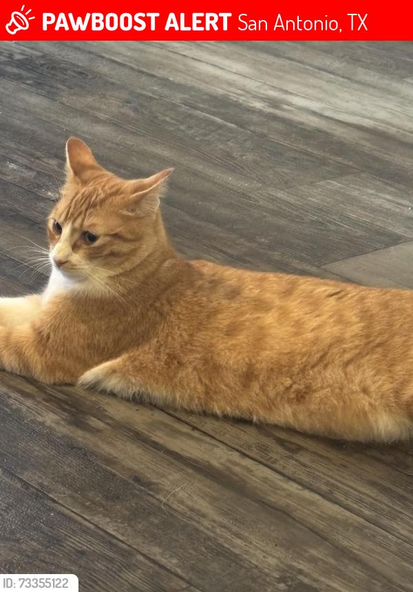 Lost Male Cat last seen Regetta apmts, San Antonio, TX 78217