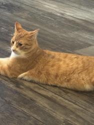 Lost Male Cat last seen Regetta apmts, San Antonio, TX 78217