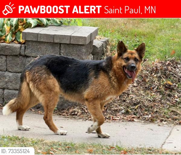 Lost Female Dog last seen Near Mississippi River, Saint Paul, MN 55107