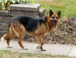 Lost Female Dog last seen Near Mississippi River, Saint Paul, MN 55107