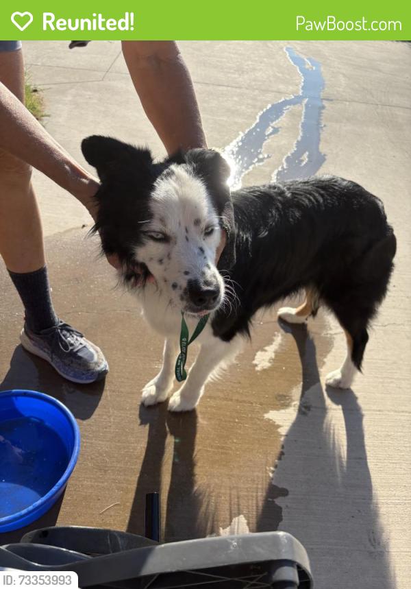 Reunited Male Dog last seen FM 4683 and W N Woody, Briar, TX 76020