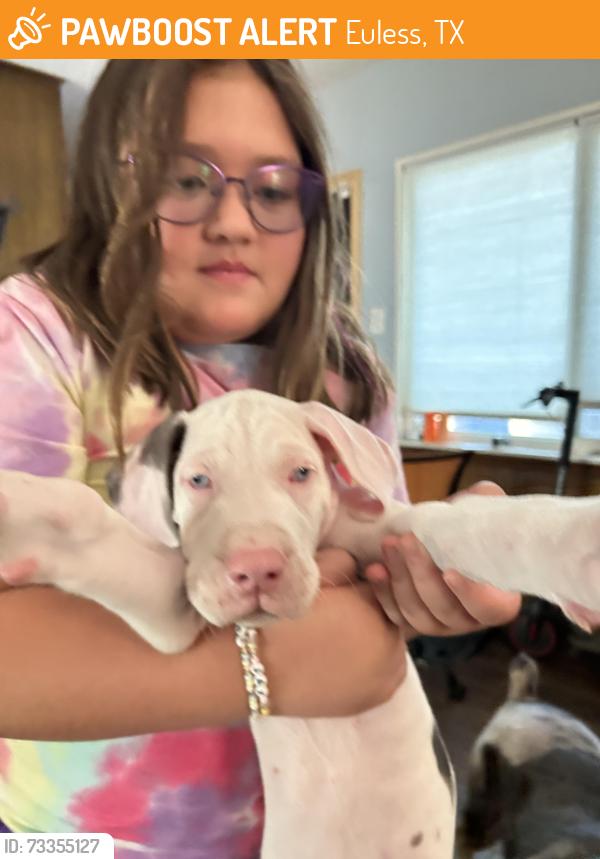 Found/Stray Female Dog last seen Milam dr by midway park elementary, Euless, TX 76039