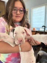 Found/Stray Female Dog last seen Milam dr by midway park elementary, Euless, TX 76039