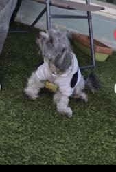 Reunited Male Dog last seen Near Camp St, Denver/Thonton, Denver, CO 80221
