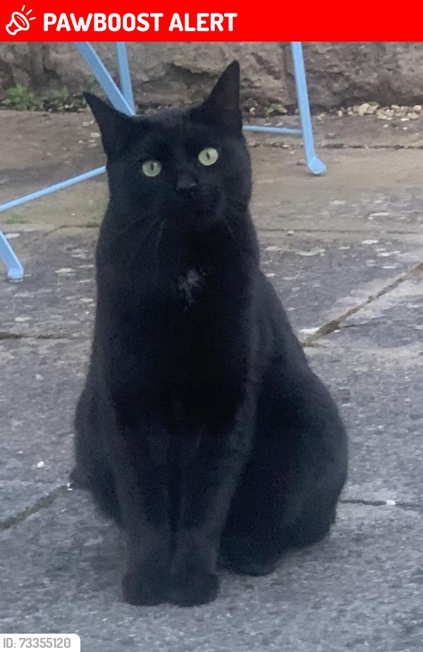 Lost Male Cat last seen Newbridge Road nearer Whitby Road / St Annes hse, Brislington, England BS4 4DJ