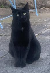 Lost Male Cat last seen Newbridge Road nearer Whitby Road / St Annes hse, Brislington, England BS4 4DJ