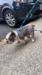 Found/Stray Male Dog last seen Mcknight middle school, Renton, WA 98057