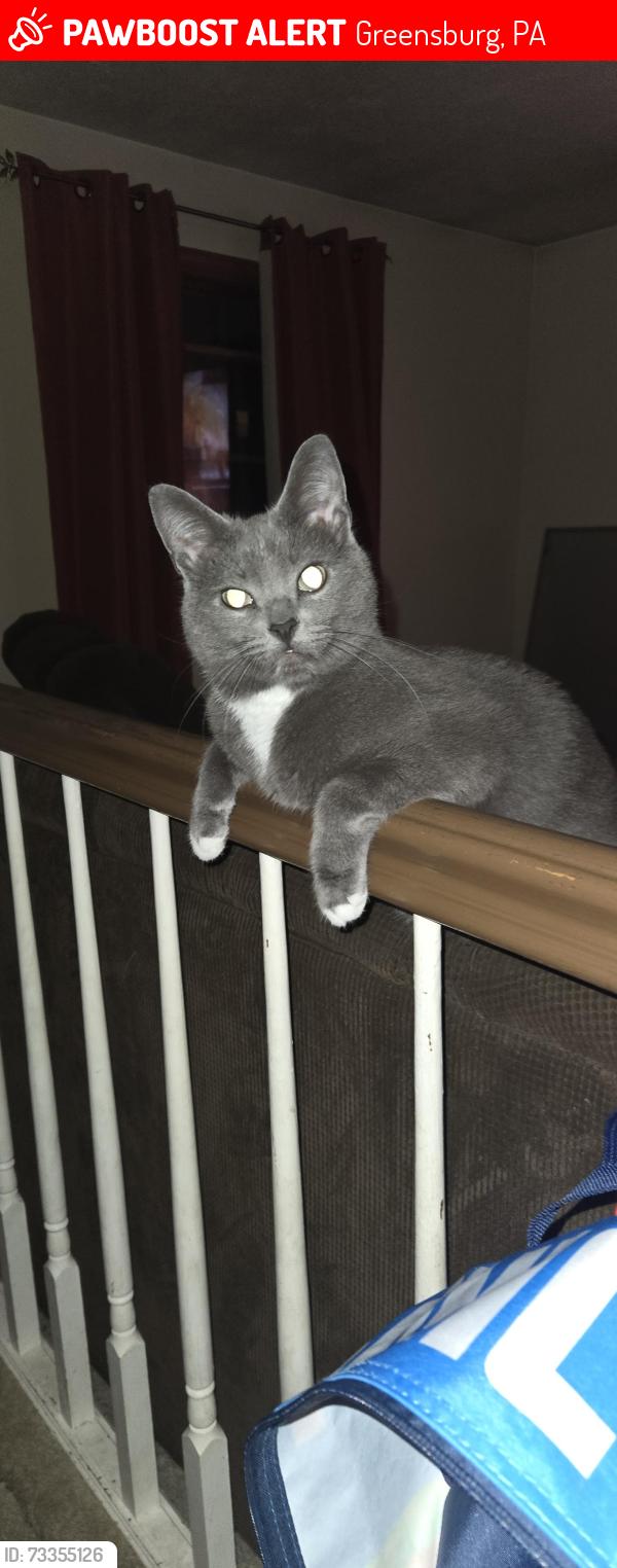 Lost Male Cat last seen West Point, Greensburg, PA, Greensburg, PA 15601