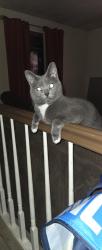 Lost Male Cat last seen West Point, Greensburg, PA, Greensburg, PA 15601