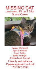 Lost Female Cat last seen E 20th St and Coleto, Austin, TX 78722