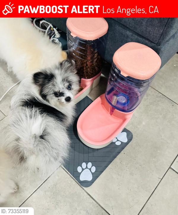 Lost Male Dog last seen 59th st and Hooper, Los Angeles, CA 90001